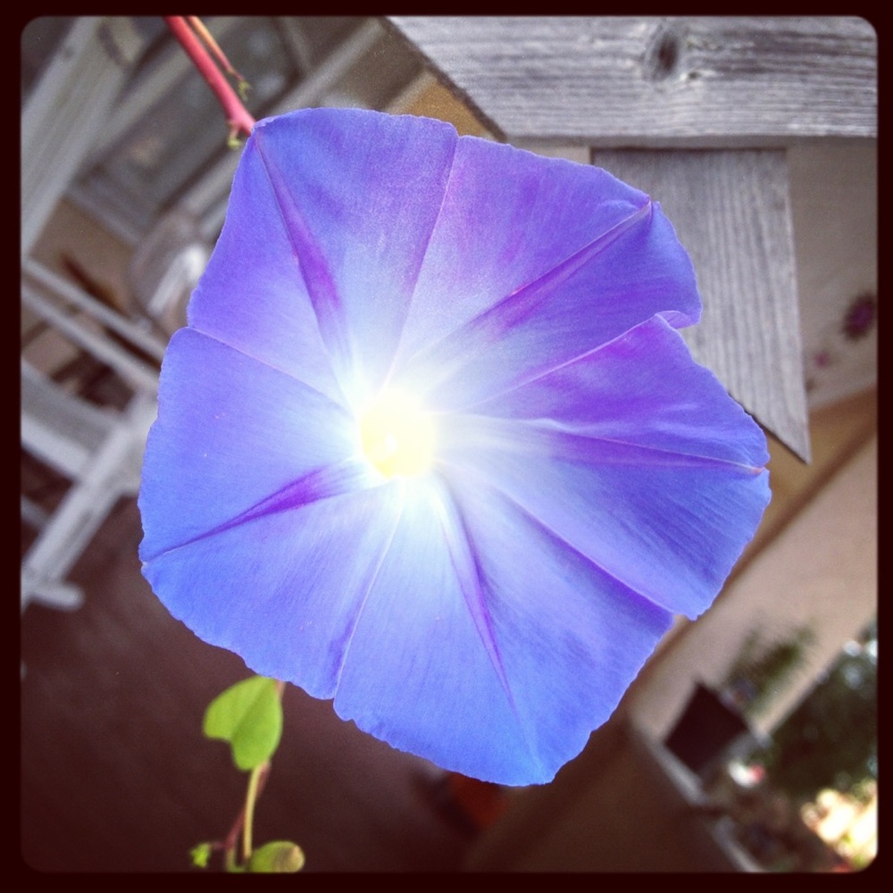 Meet your Posher, Jocelyn